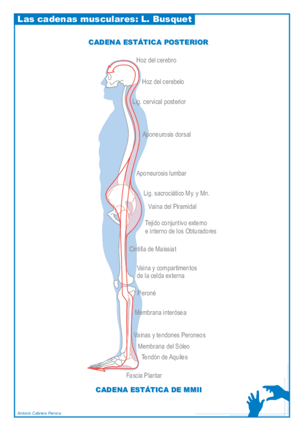 Miniatura del documento LIBRO-CADENAS-MUSCULARES-I.pdf