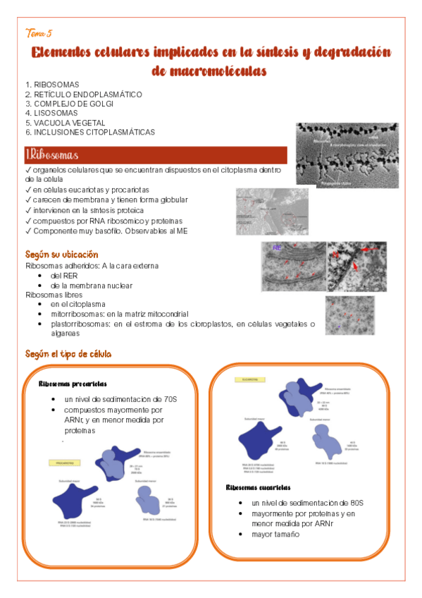 Miniatura del documento Tema-5.pdf