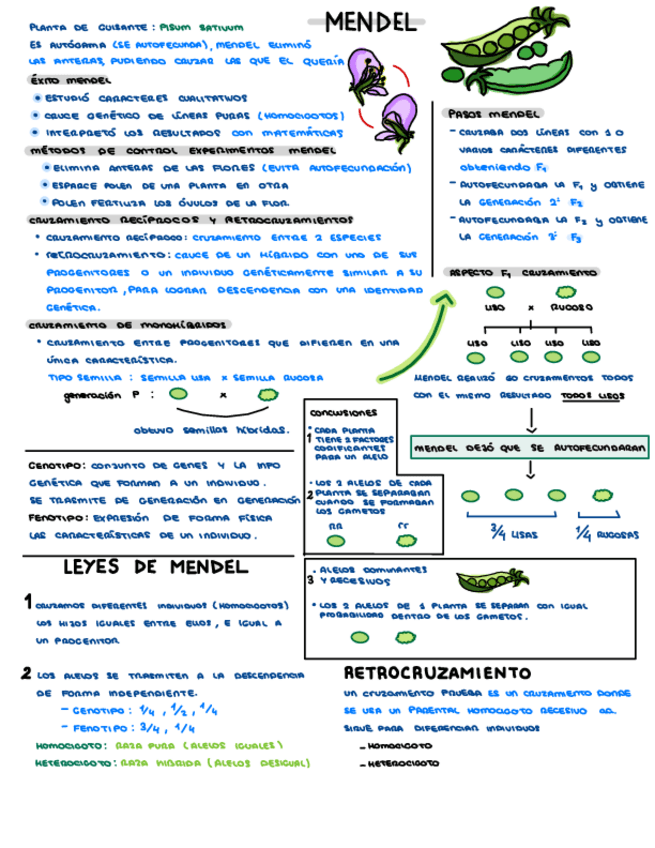 Miniatura del documento Genetica-Mendel.pdf