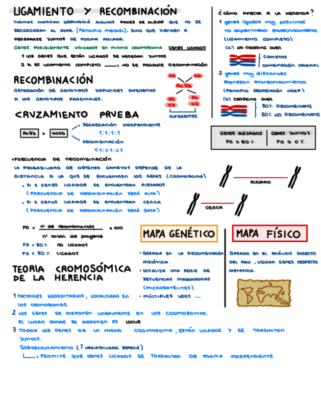 Miniatura del documento Genetica-Ligamiento.pdf
