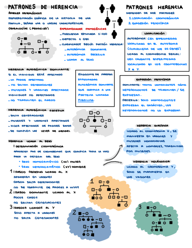 Miniatura del documento Genetica-Patrones-Herencia.pdf