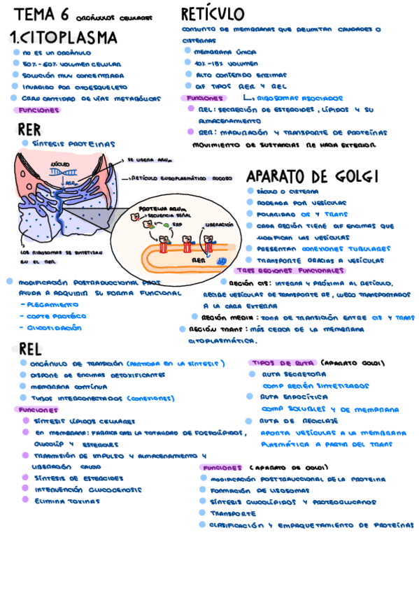 Miniatura del documento TEMA-6-Organulos-Celulares.pdf