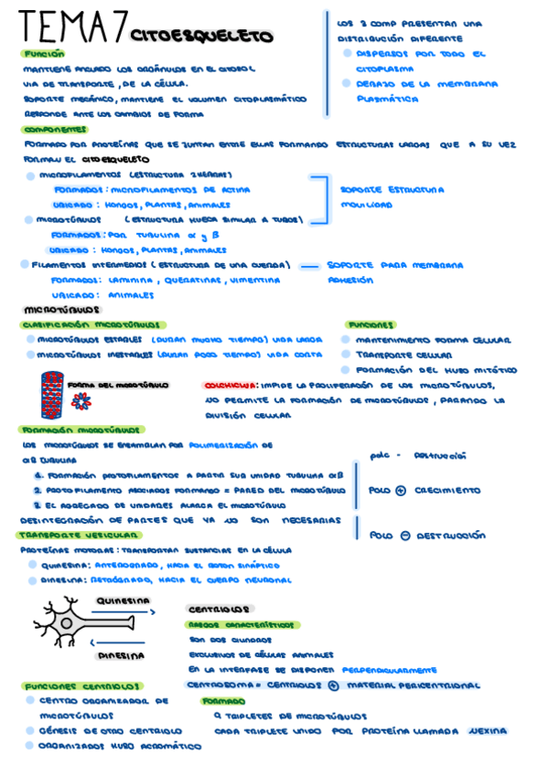 Miniatura del documento TEEMA-7-Organulos-Celulares.pdf