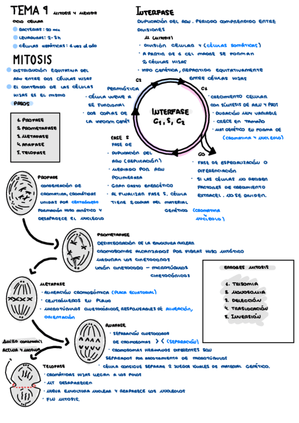 Miniatura del documento TEMA-9-mitosis-meiosis.pdf