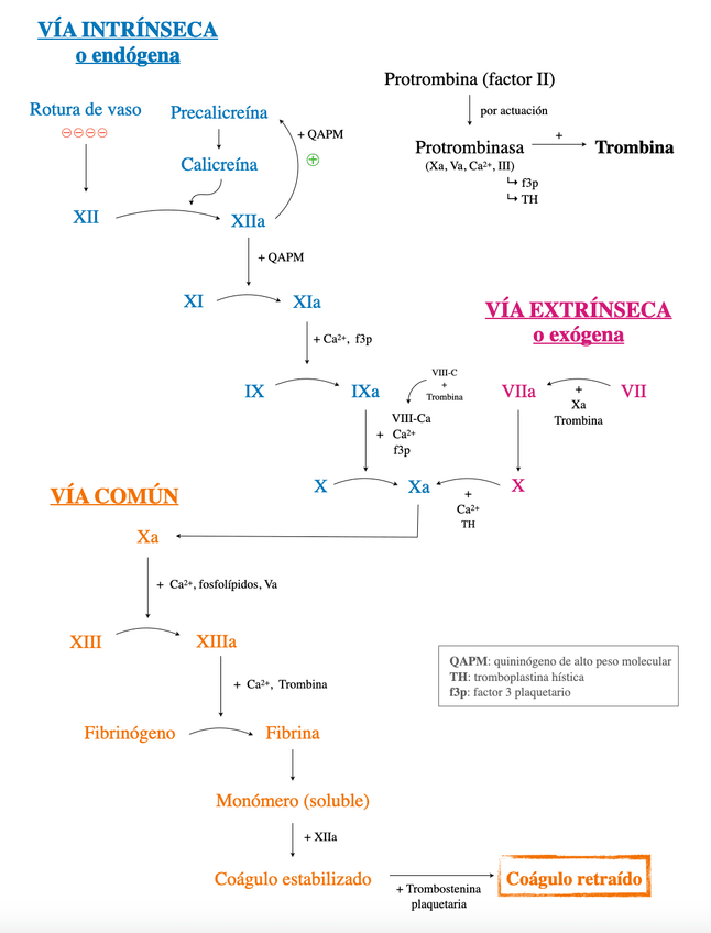 Miniatura del documento ESQUEMA-CASCADA-COAGULACION.png