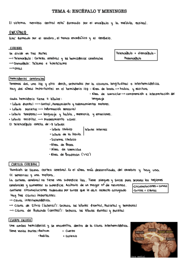 Miniatura del documento Tema-4.-Encefalo-y-meninges.pdf