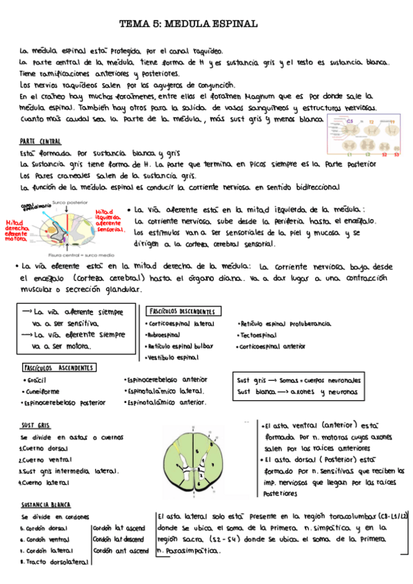 Miniatura del documento Tema-5.-Medula-espinal.pdf