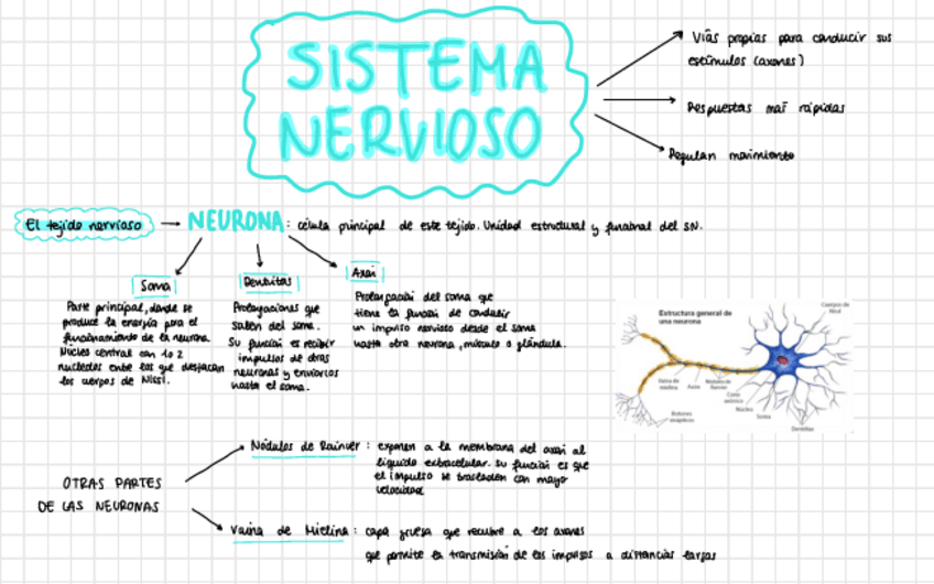 Miniatura del documento Anatomia-SIST.-NERVIOSO.pdf