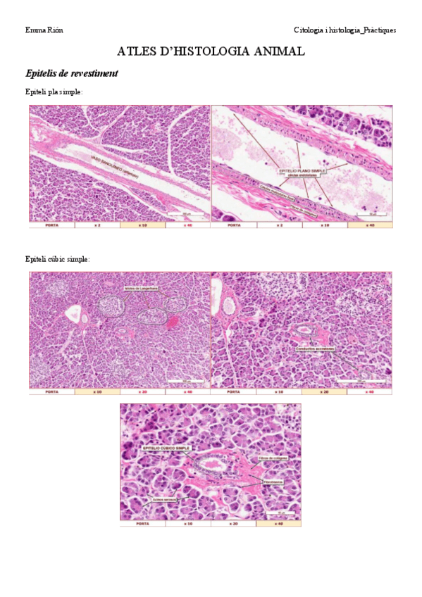 Miniatura del documento Atlas-cito-histo-animal.pdf