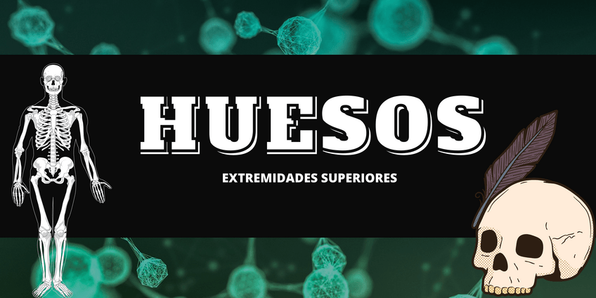 Miniatura del documento Huesos-Extremidades-superiores.pdf