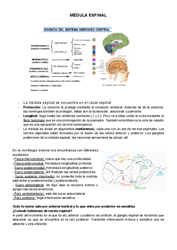 Miniatura del documento MEDULA.pdf