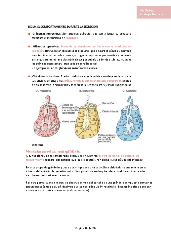 Miniatura del documento Histologia-completo-7.pdf