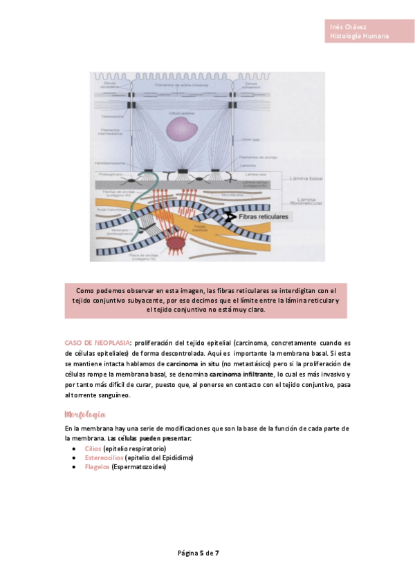 Miniatura del documento Histologia-completo-2.pdf