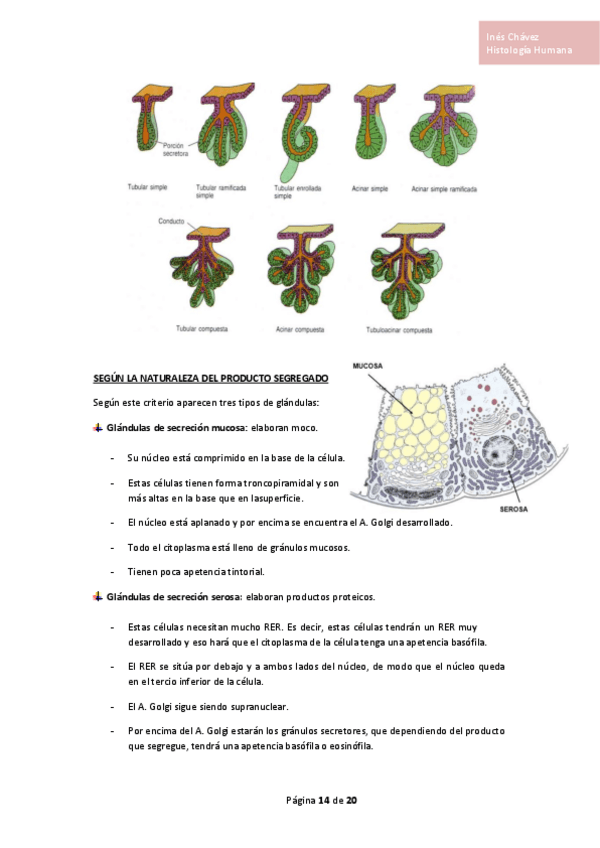 Miniatura del documento Histologia-completo-6.pdf