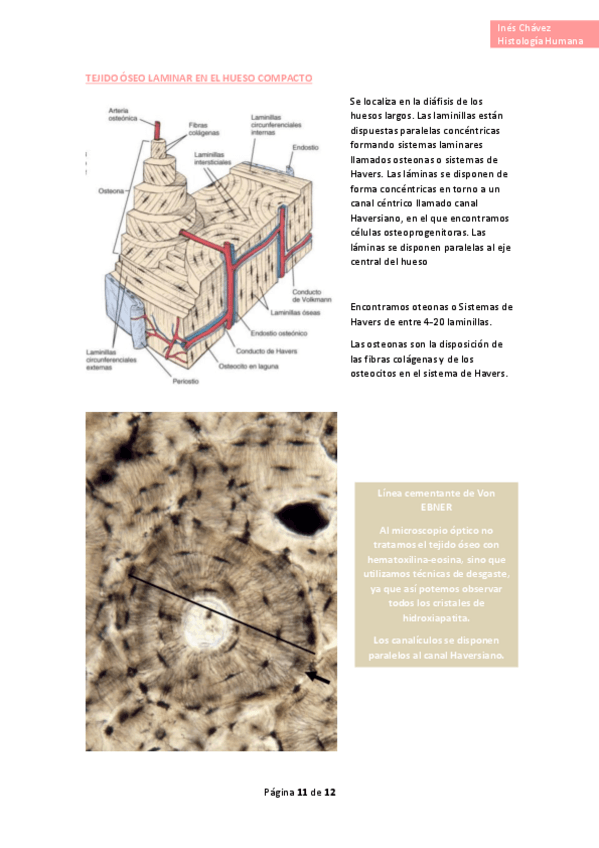 Miniatura del documento Histologia-completo-19.pdf