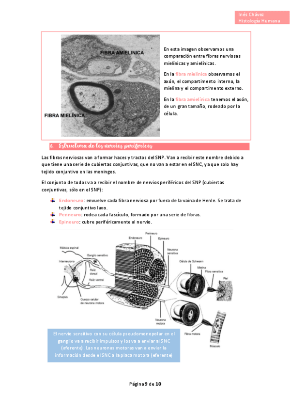 Miniatura del documento Histologia-completo-42.pdf