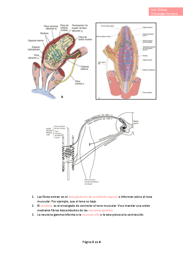 Miniatura del documento Histologia-completo-46.pdf