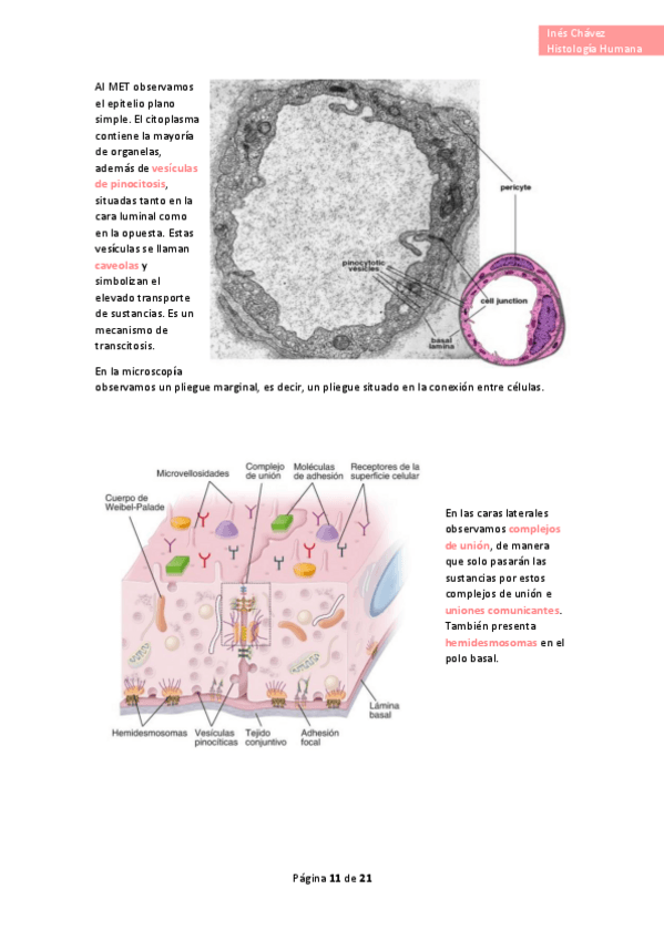 Miniatura del documento Histologia-completo-49.pdf