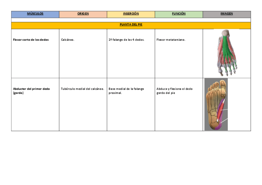 Miniatura del documento 1.-Musculos-de-la-planta-del-pie.pdf