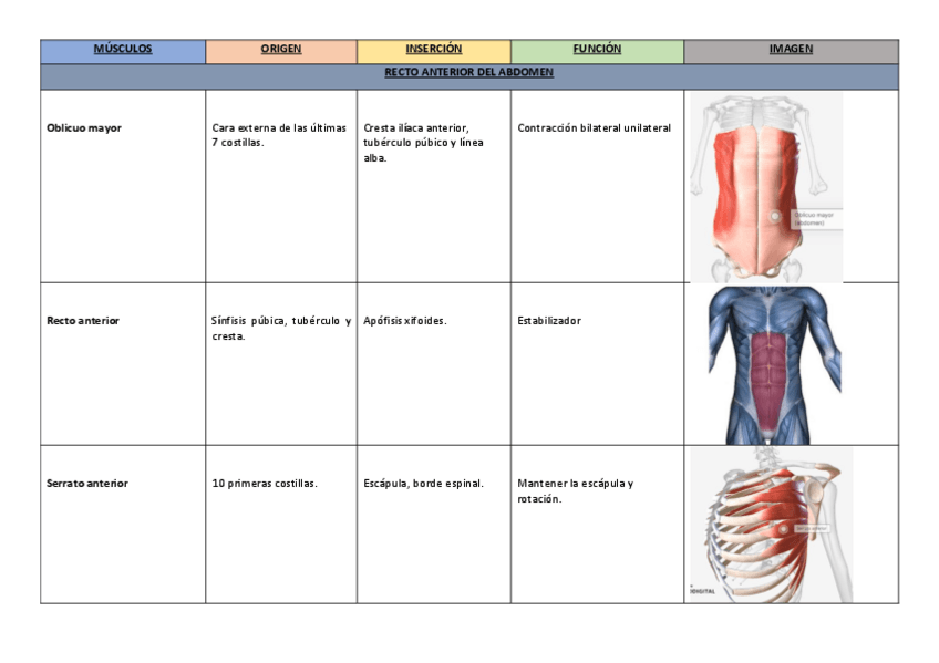 Miniatura del documento 6.-Musculos-del-recto-anterior-del-abdomen..pdf