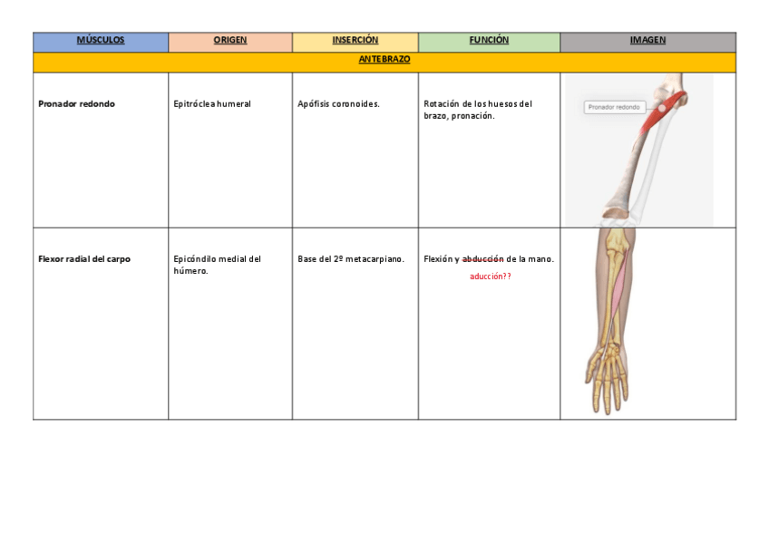 Miniatura del documento 10.-Musculos-del-antebrazo..pdf