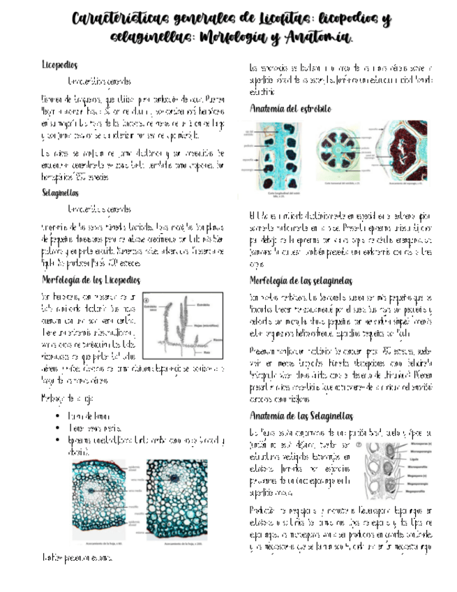 Miniatura del documento Licopodios.pdf