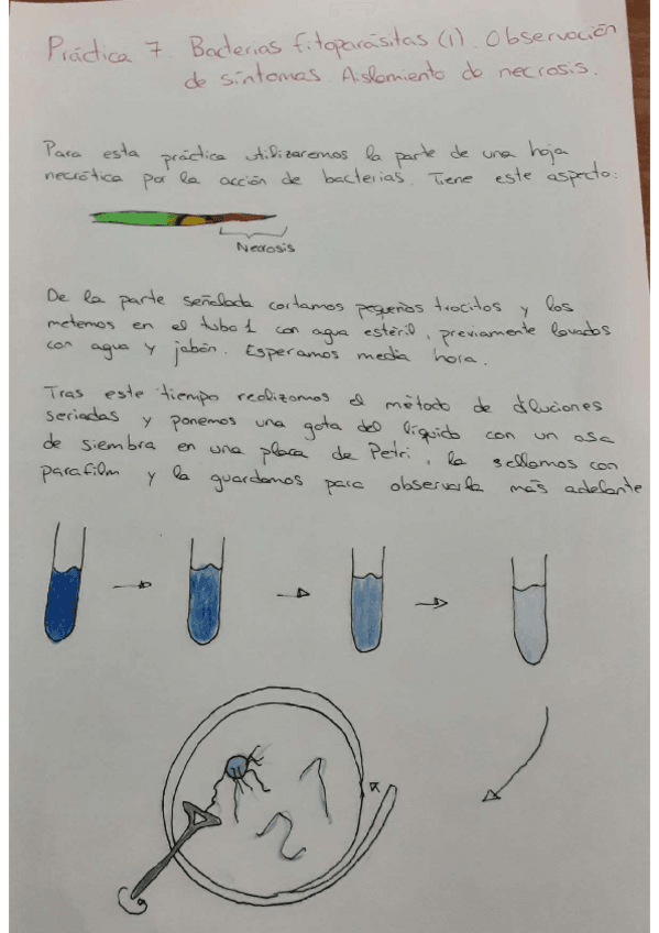 Miniatura del documento practica-47-y-8-fitopatologia.pdf