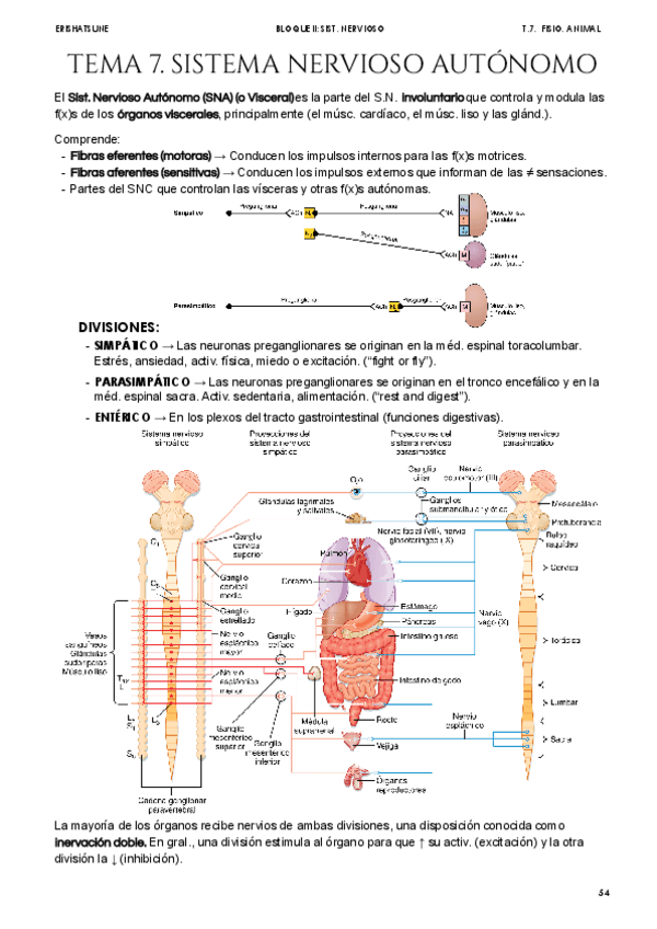 Miniatura del documento Tema-7-Sistema-nervioso-autonomo.pdf