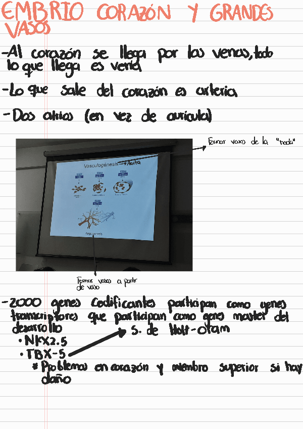 Miniatura del documento Embriologia-corazon-y-grandes-vasos-CLASE-28-FEB.pdf