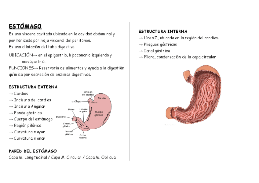 Miniatura del documento Estomago-Intest-Delgado-Intest.-Grueso.pdf
