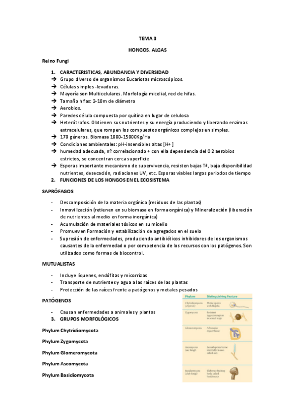 Miniatura del documento TEMA-3-HONGOS-Y-ALGAS-DEL-SUELO.pdf