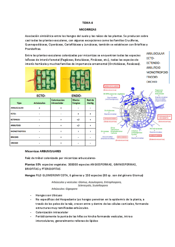 Miniatura del documento TEMA-4-MICORRIZAS.pdf