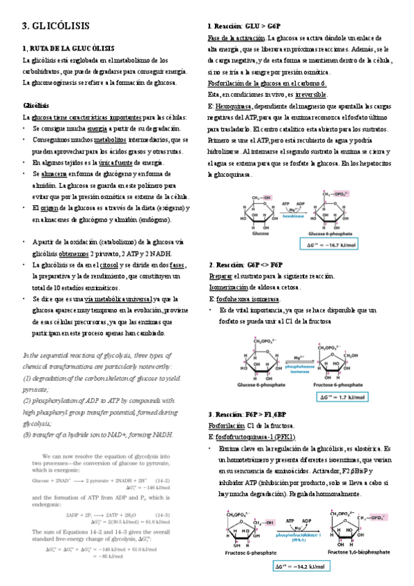 Miniatura del documento 3.-Glucolisis.pdf