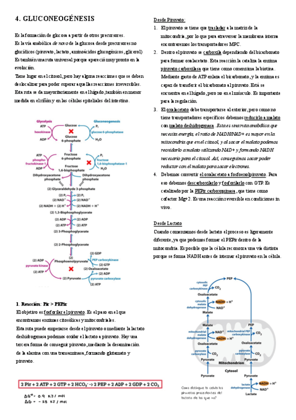Miniatura del documento 4.-Gluconeogenesis.pdf