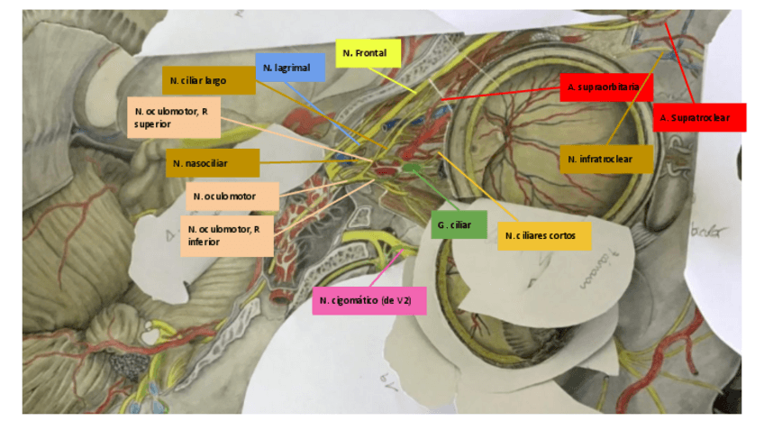 Miniatura del documento BELORCIO irrigación+inervación OJO.pdf