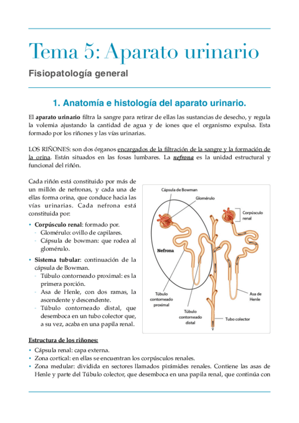 Miniatura del documento Tema-5-aparato-urinario.pdf