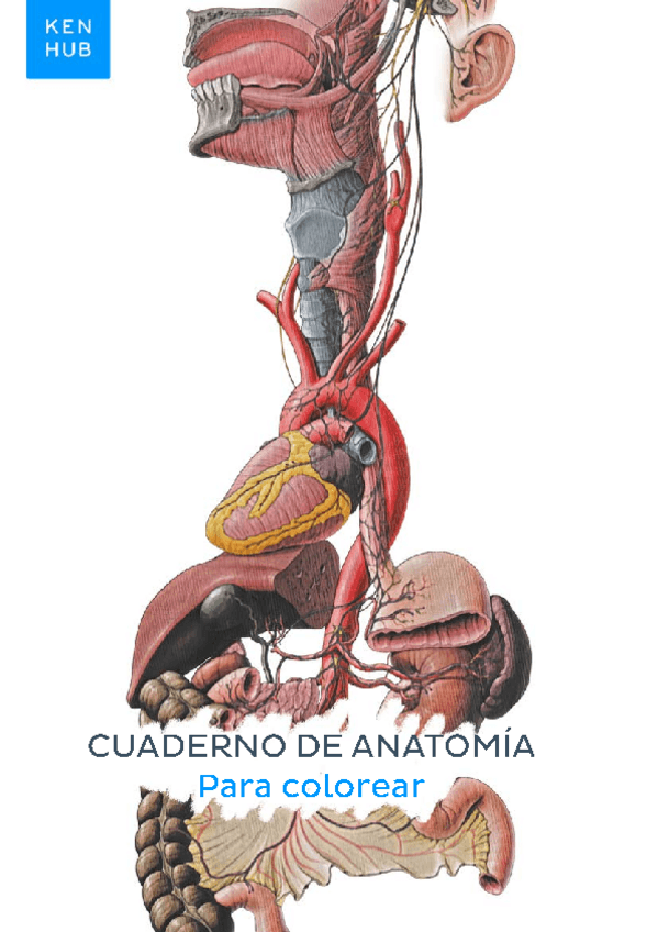 Miniatura del documento cuaderno-de-anatomia-para-colorear.pdf