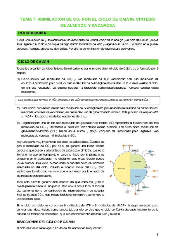 Miniatura del documento Tema-7-Asimilacion-de-CO2-por-el-Ciclo-de-Calvin.pdf