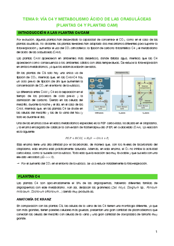 Miniatura del documento Tema-9-Plantas-C4-y-CAM.pdf
