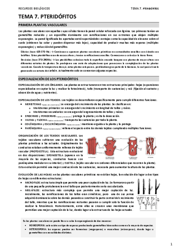Miniatura del documento 07.-PTERIDOFITOS.pdf