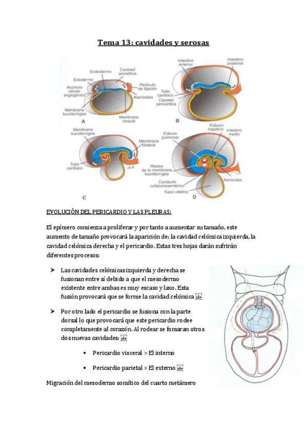 Miniatura del documento Tema-13-cavidades-y-serosas.pdf