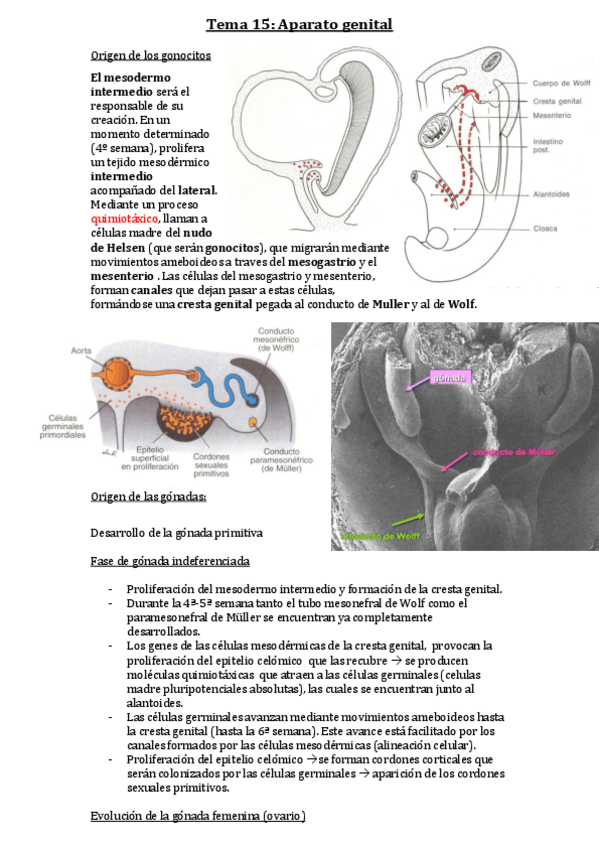 Miniatura del documento Tema-15-Aparato-genital.pdf