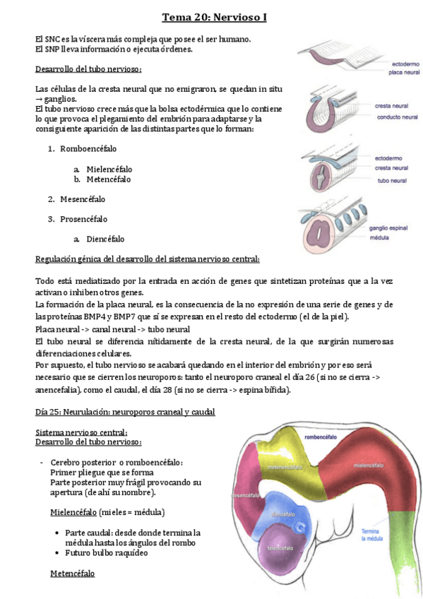 Miniatura del documento Tema-20-Nervioso-I.pdf