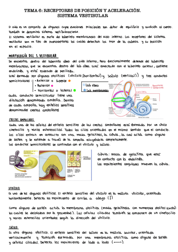 Miniatura del documento Tema-6.-Sistema-vestibular.pdf