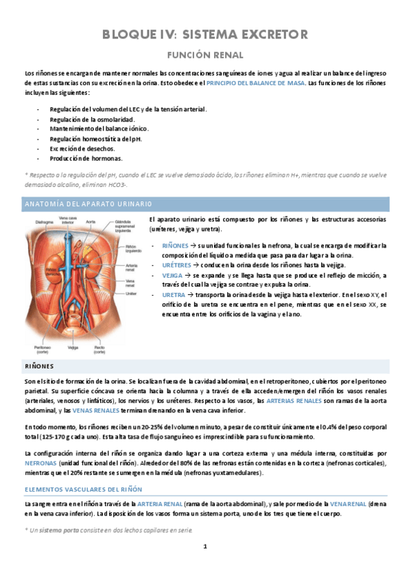 Miniatura del documento RENAL.pdf