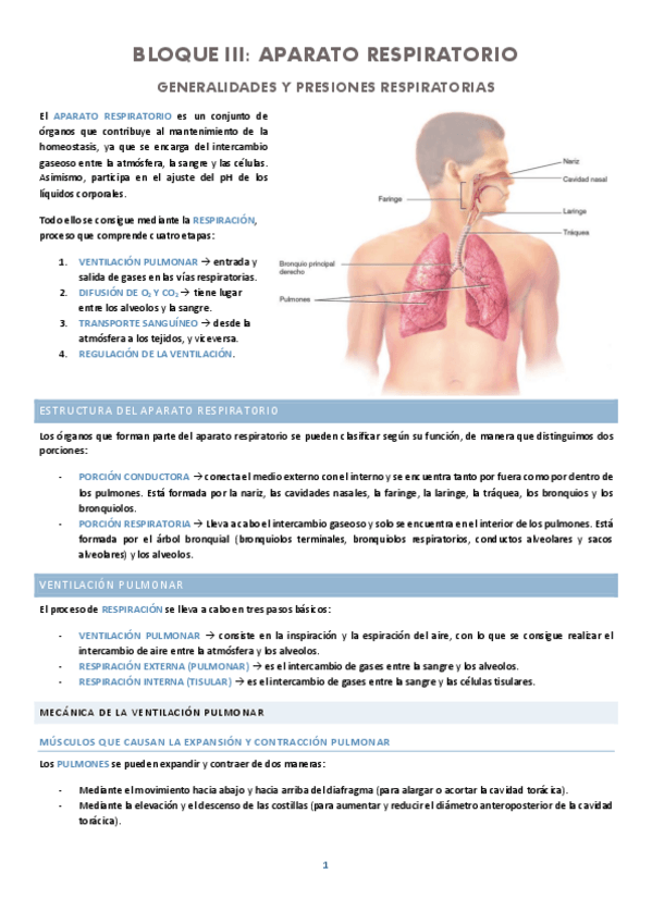 Miniatura del documento RESPIRATORIO.pdf