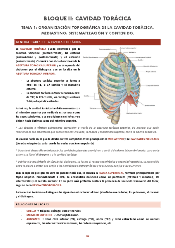 Miniatura del documento TORAX.pdf