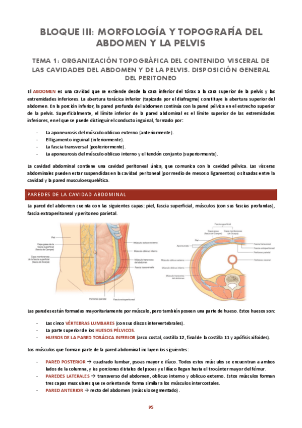 Miniatura del documento ABDOMEN.pdf