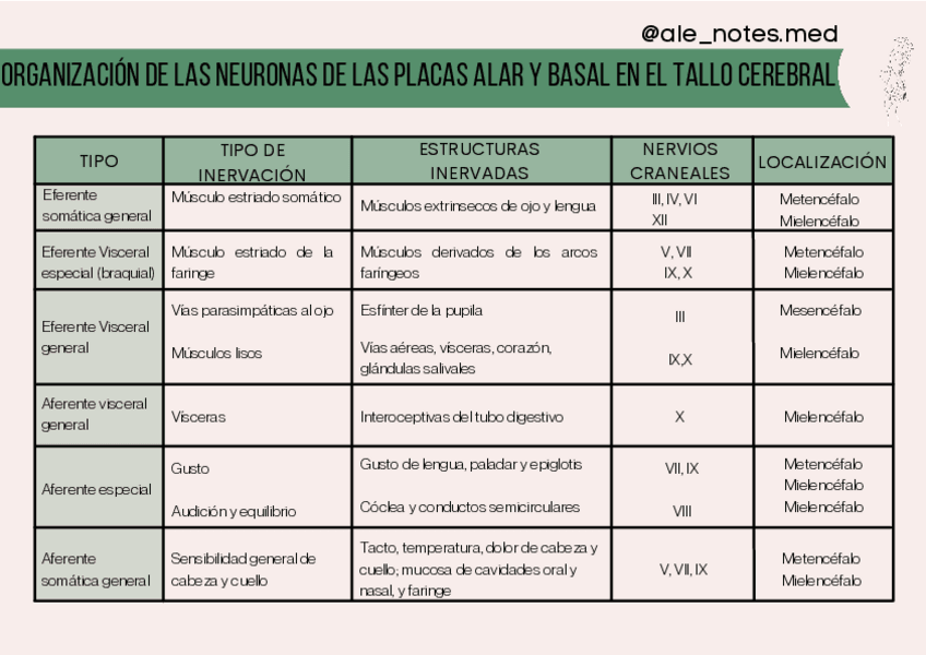 Miniatura del documento ORGANIZACION-DE-LAS-NEURONAS-DE-LAS-PLACAS-ALAR-Y-BASAL-EN-EL-TALLO-CEREBRAL.pdf