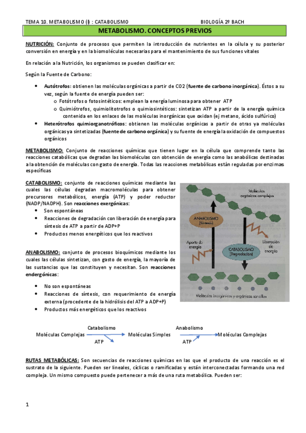 Miniatura del documento TEMA-10.-METABOLISMO-I-CATABOLISMO.pdf